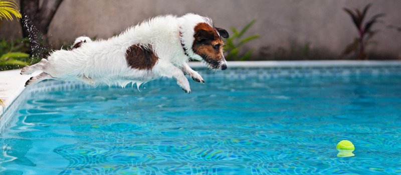 Is it Okay for Dogs to Get in Swimming Pools?
