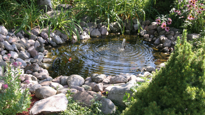 How to Save Money with Pond Services