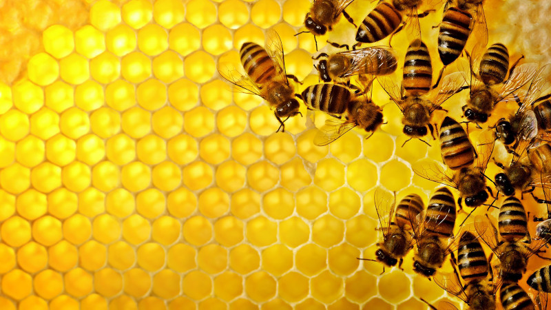 5 Benefits of Bee Relocation Services