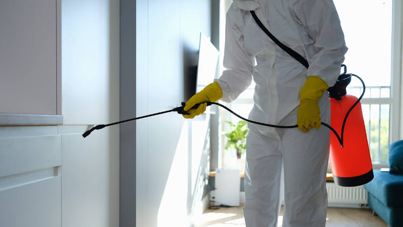 The Top Reasons You Need Regular Pest Control in Your Home